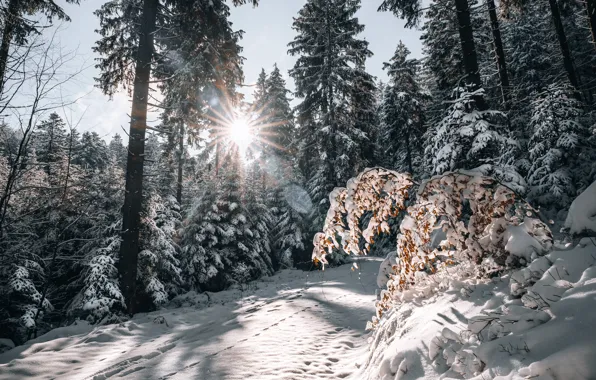 Winter, road, forest, snow, Germany, Germany, Baden-Württemberg, Baden-Württemberg