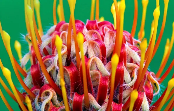 Flower, South Africa, Cape town, Botanical garden, Kirstenbosch, belokamenny, leucospermum