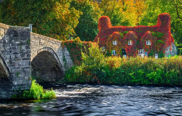 Picture forest, the sun, trees, flowers, bridge, design, river, Wales