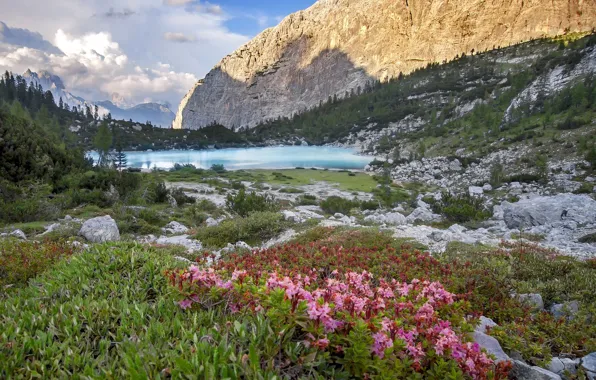 Picture landscape, flowers, mountains, nature, lake, stones, rhododendrons, Ivan Georgiev