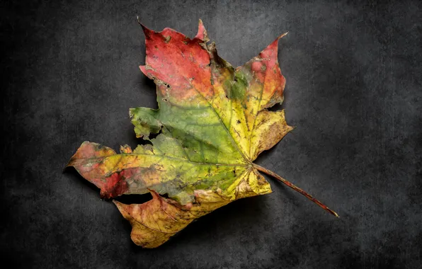 Autumn, leaves, nature