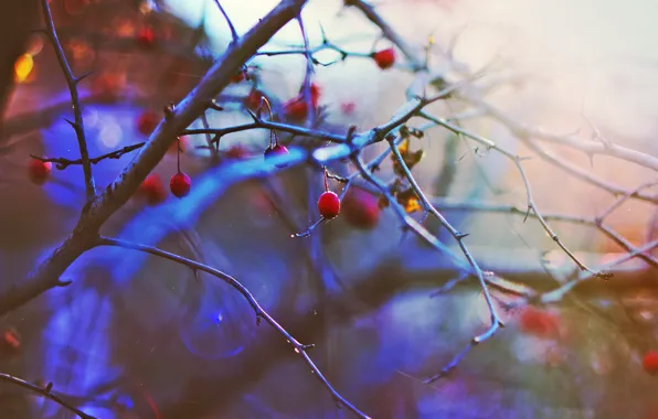 Picture winter, the sun, sunset, berries, mood