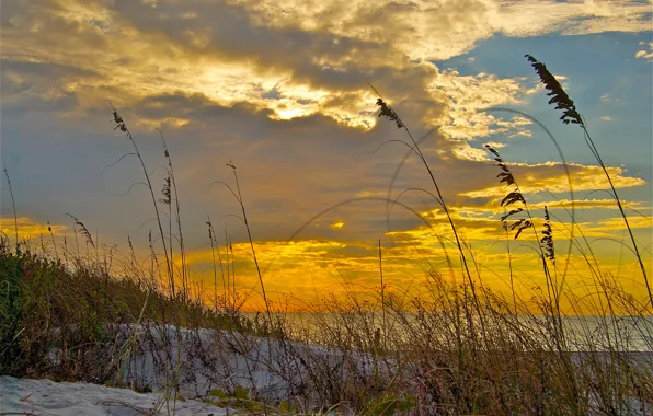 Sand, sea, the sky, grass, clouds, sunset, shore, plant