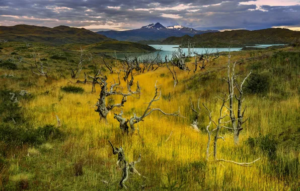 Field, autumn, grass, trees, mountains, clouds, overcast, hills