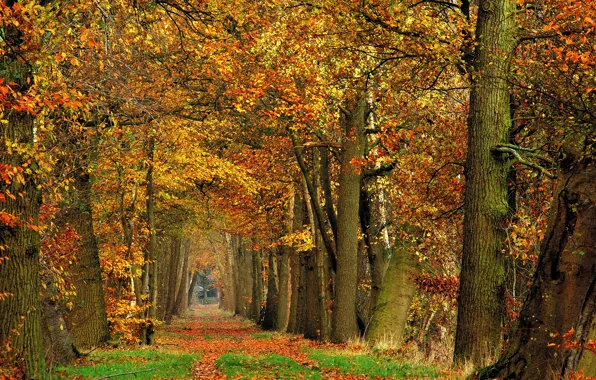 Forest, trees, foliage, Autumn, track, forest, falling leaves, trees