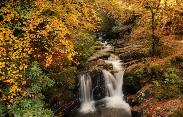 Autumn, forest, foliage, waterfall