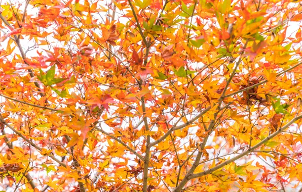 Autumn, leaves, colorful, maple, autumn, leaves, autumn, maple