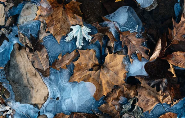 Autumn, leaves, macro, stones, ice