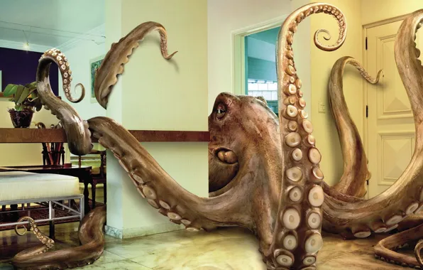 Picture Octopus, The tentacles, Apartment