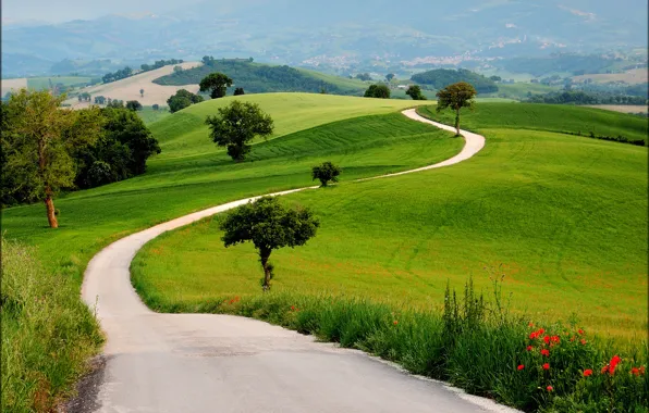 Road, field, grass, trees, flowers, hills