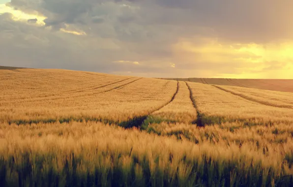 Road, field, the sky, clouds, rye, track, ears, path