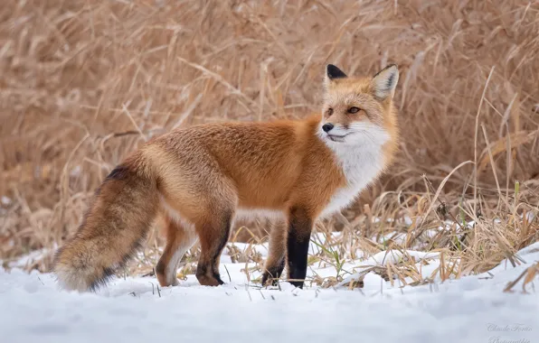Winter, grass, snow, nature, Fox, red, Fox, bokeh