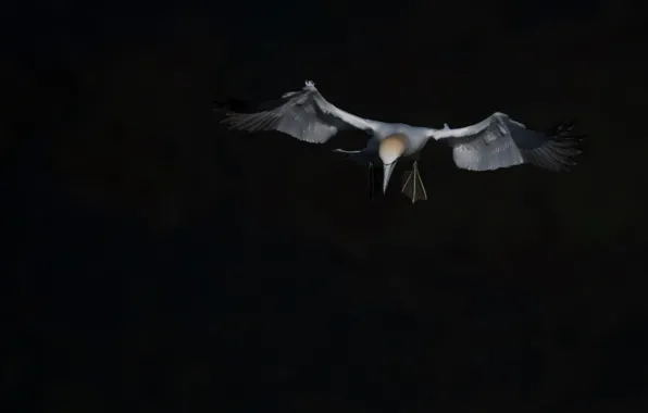 Picture background, bird, flight