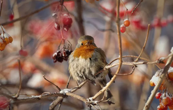Picture winter, branches, berries, bird, Robin