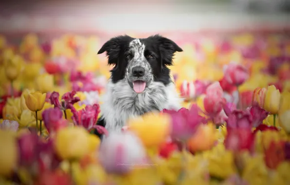 Face, flowers, dog, tulips