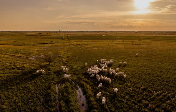 The sky, the sun, morning, cows, horizon, pasture, meadow, puddles