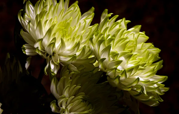 Flowers, nature, background
