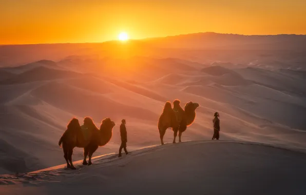 Picture the sun, desert, people, camel, tourists, Bedouin