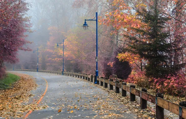 Picture Road, Fog, Autumn, Street, Canada, Lights, Canada, Fall