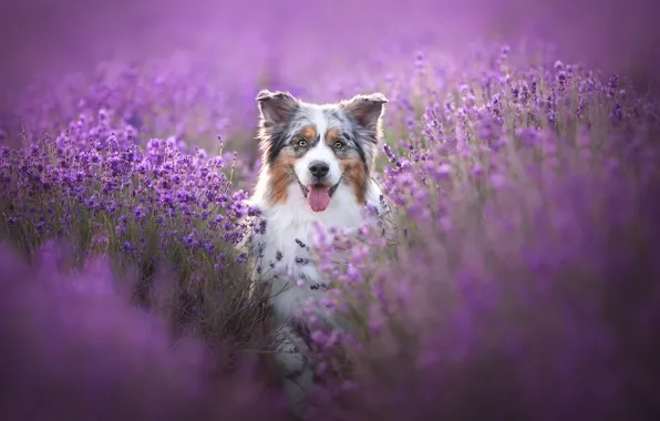 Language, look, face, flowers, dog, lavender, Australian shepherd, Aussie