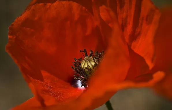Flowers, Mac, petals