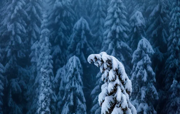 Winter, forest, snow, fog