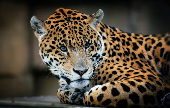 Picture look, predator, lies, Jaguar