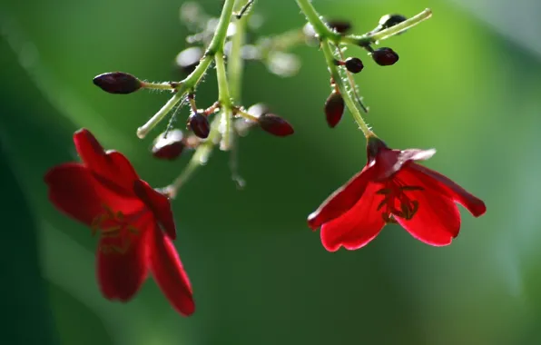 Picture flowers, red, buds