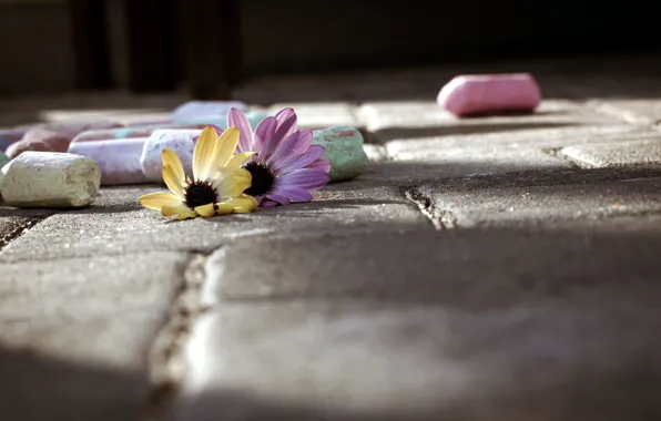 Macro, flowers, street, Mel