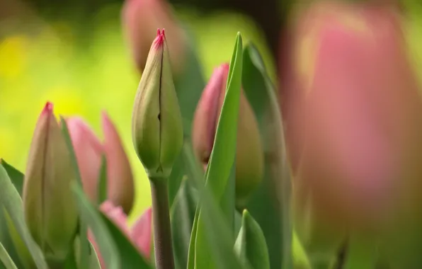 Flowers, spring, tulips, pink, buds