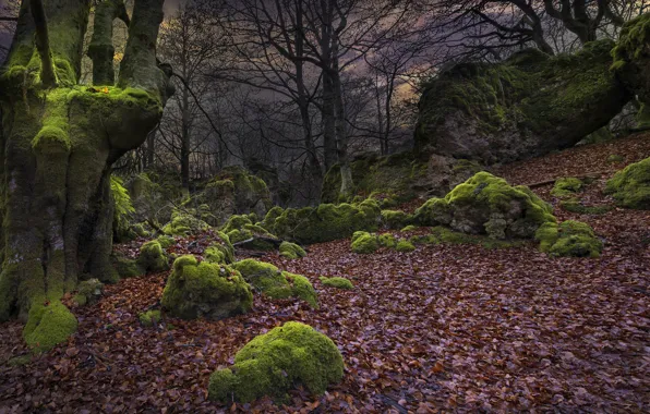 Autumn, forest, trees, nature