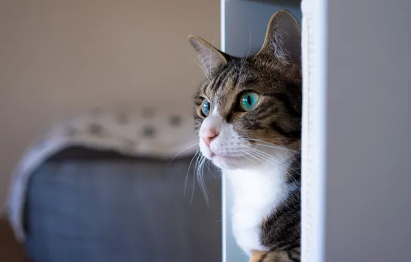 Cat, eyes, cat, look, face, grey, background, room