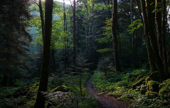 Forest, trees, branches, stones, thickets, foliage, moss, twilight
