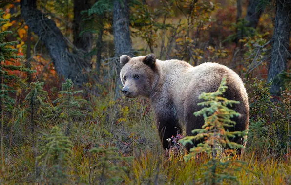 Autumn, forest, bear, bear, young, teen