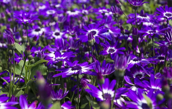 Picture a lot, osteospermum, African Daisy