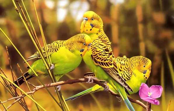 Birds, parrots, budgies