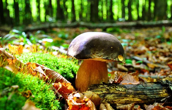 Picture autumn, forest, leaves, trees, nature, mushroom, moss, Borovik