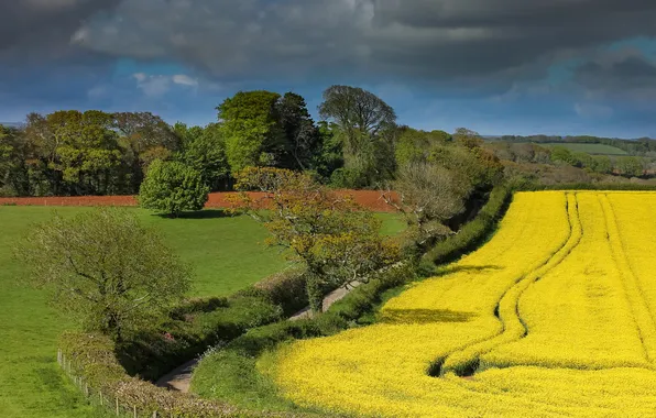 Road, greens, field, forest, the sky, clouds, trees, spring