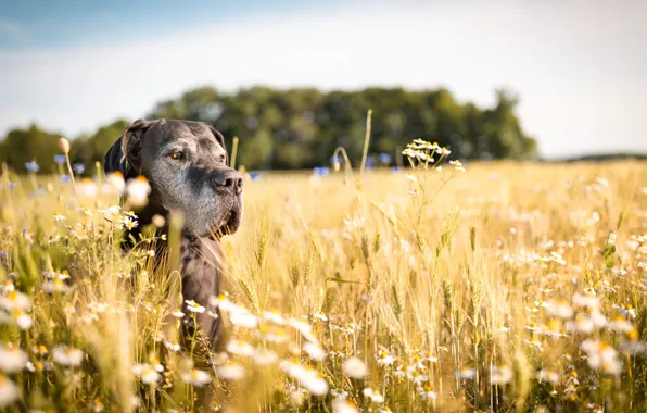 Field, summer, dog