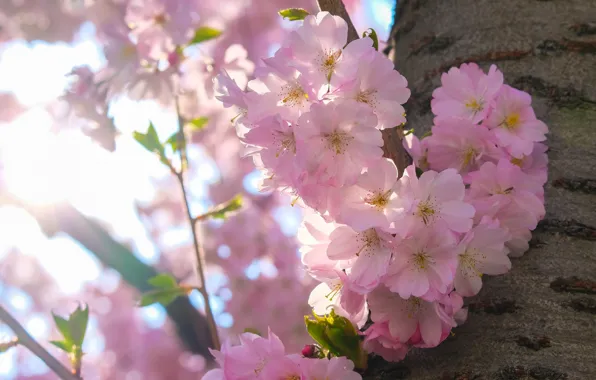 Light, flowers, branches, cherry, tree, mood, spring, Sakura