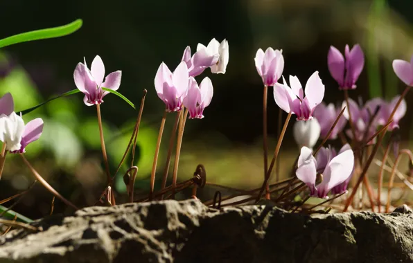 Light, the dark background, pink, bokeh, cyclamen
