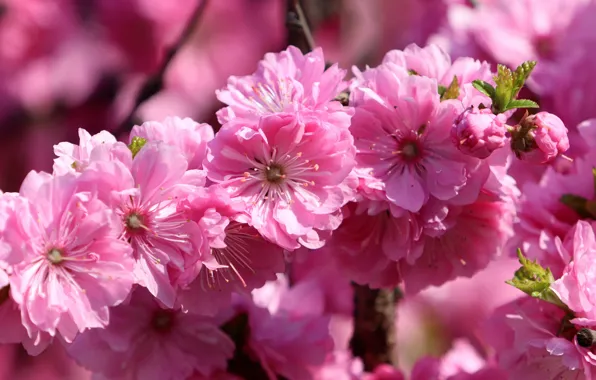 Macro, flowers, branch, spring, Sakura, pink, flowering, bokeh