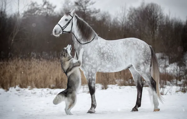 Picture winter, snow, horse, horse, dog, husky, stand, bridle