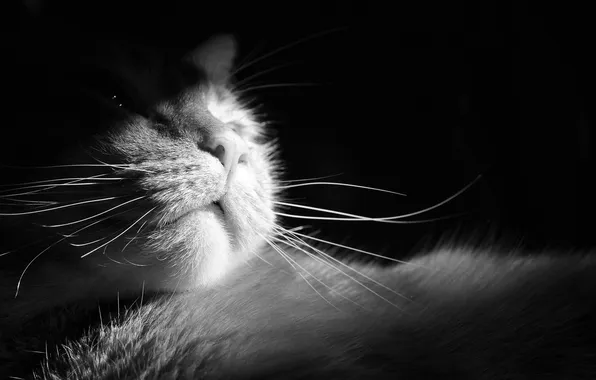 Picture cat, cat, mustache, wool, nose, muzzle, black and white