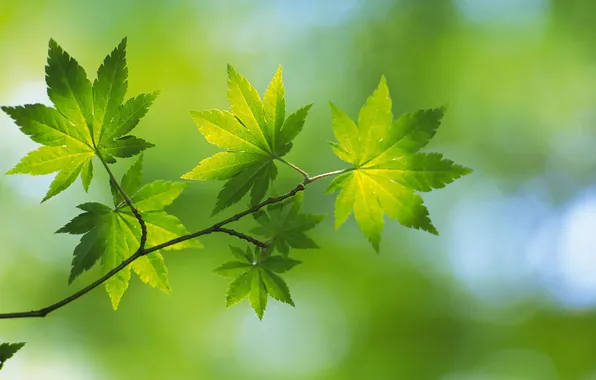 Picture summer, sheet, green, leaves