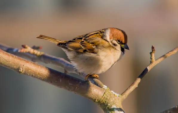Winter, look, tree, branch, Sparrow, looks, The bird is sitting