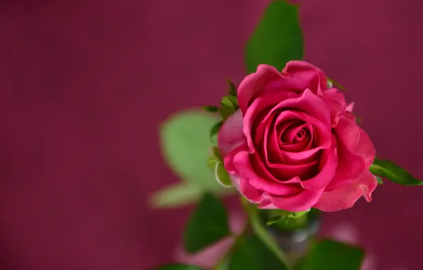 Picture flower, leaves, macro, background, rose