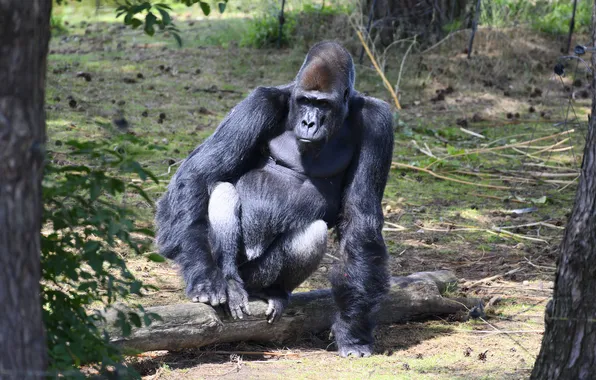 Look, face, branches, nature, pose, glade, monkey, gorilla