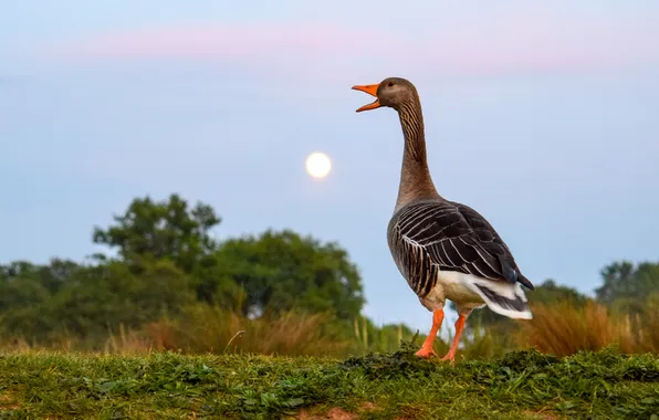 The sun, bird, glade, goose