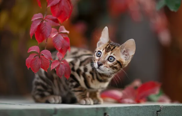 Autumn, leaves, animal, branch, cub, kitty, Yuriy Korotun